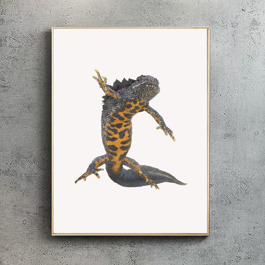 Great Crested Newt