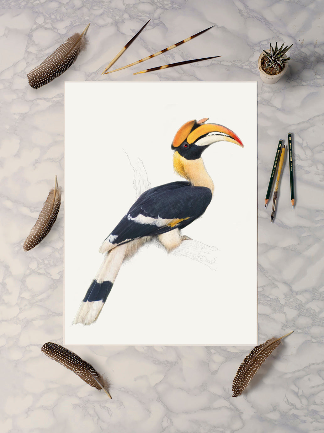 Great Indian Hornbill