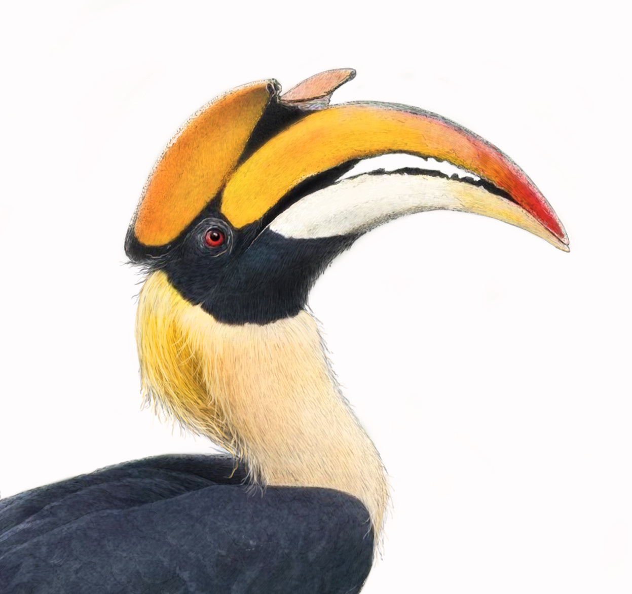 Rhinoceros Hornbill