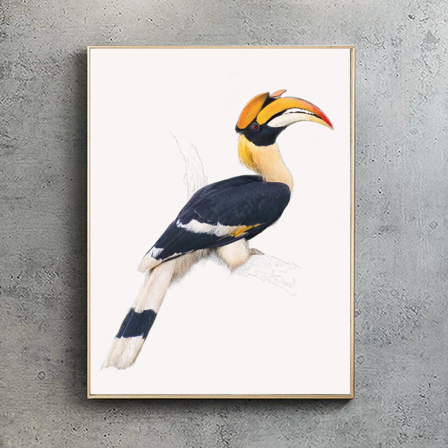 Rhinoceros Hornbill