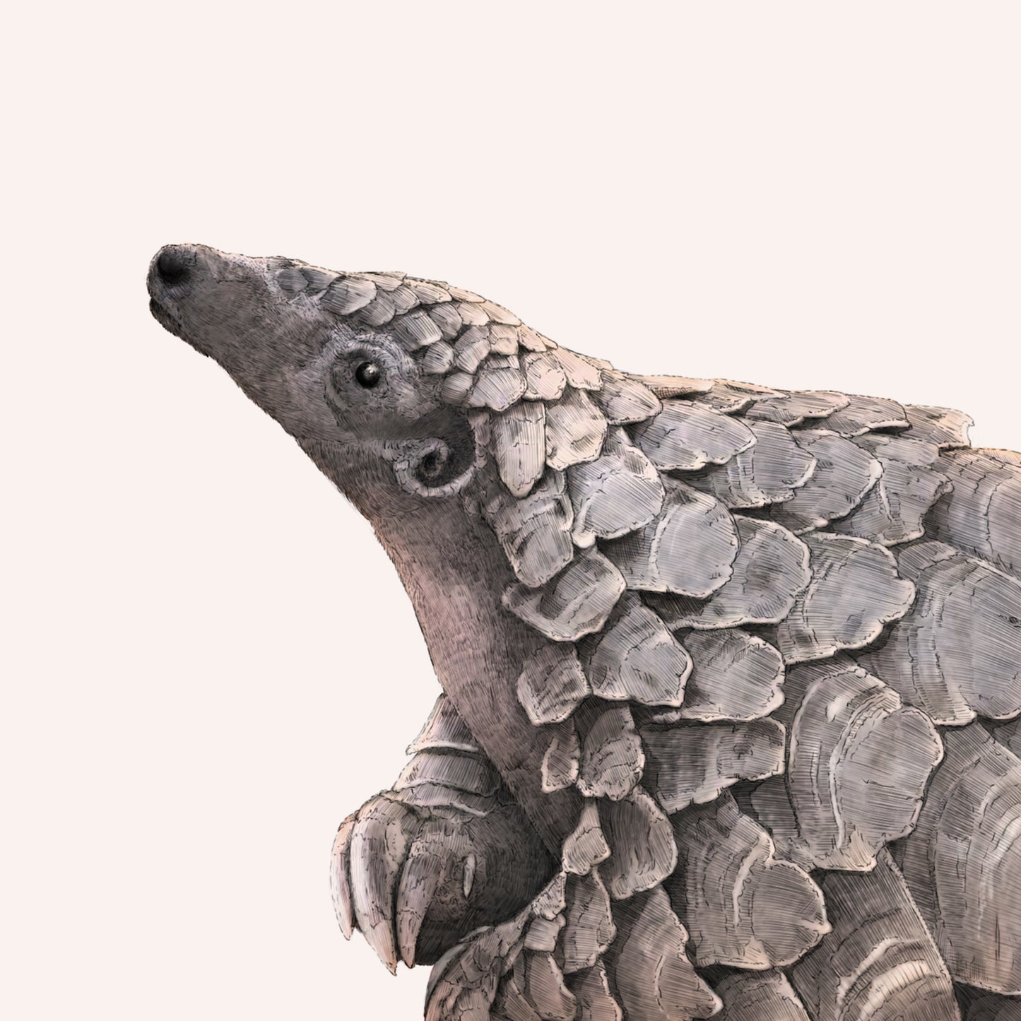 Temnicks Ground Pangolin