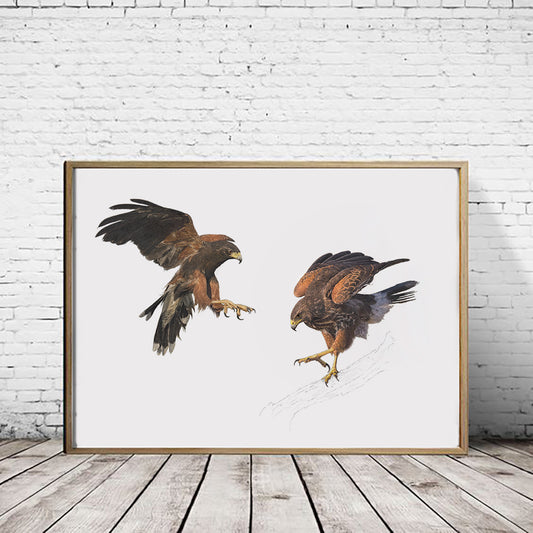 Harris Hawks