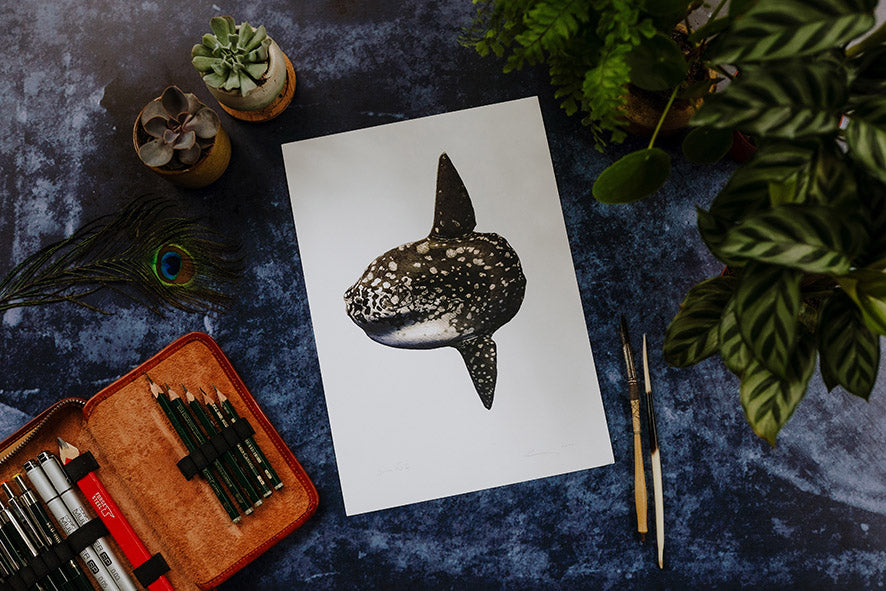 Ocean Sunfish Print - Reduced to clear