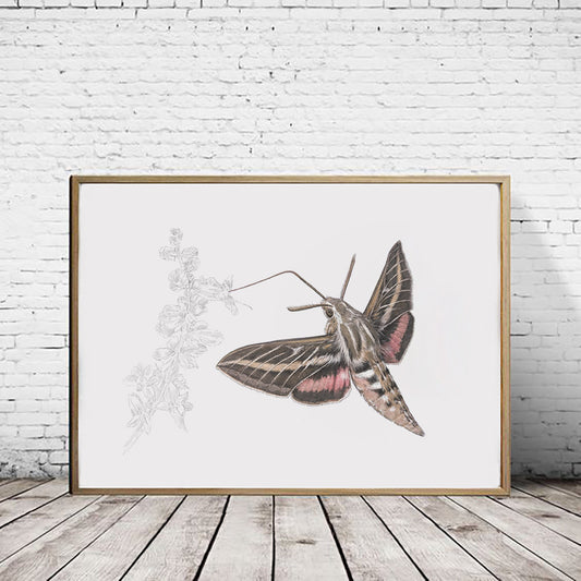 White Lined Sphinx Moth print