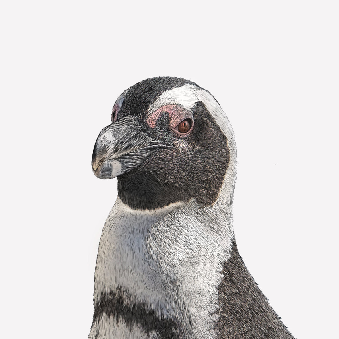 Jackass Penguin