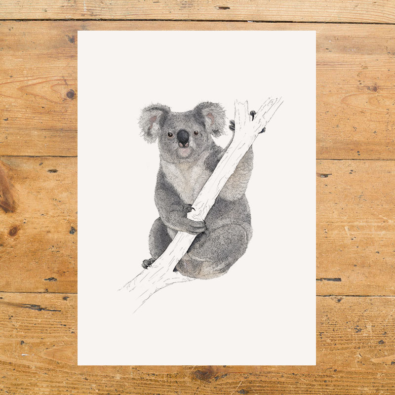 Koala