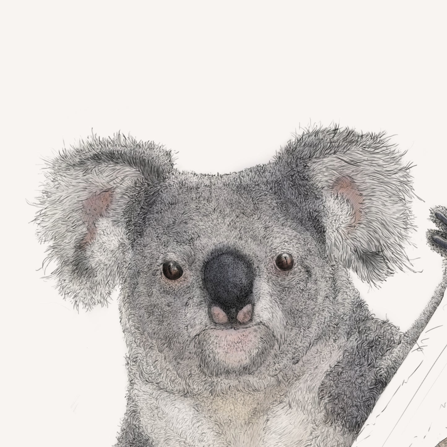 Koala