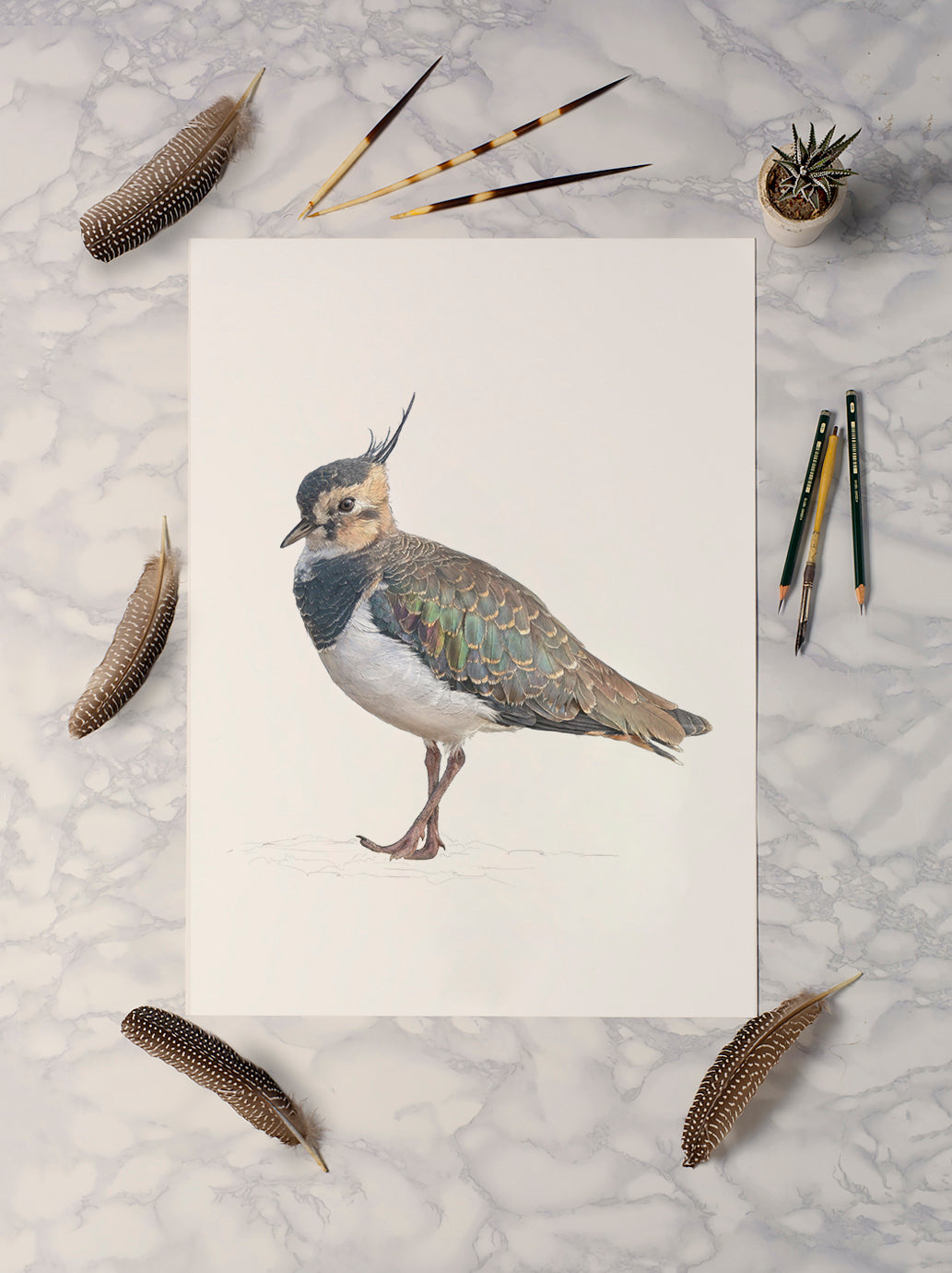 Northern Lapwing