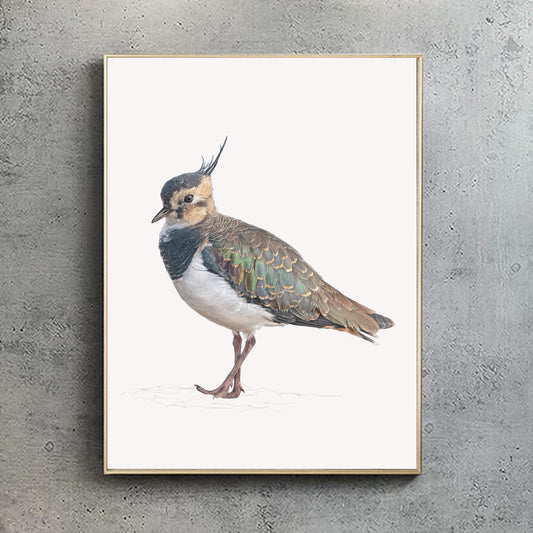 Northern Lapwing