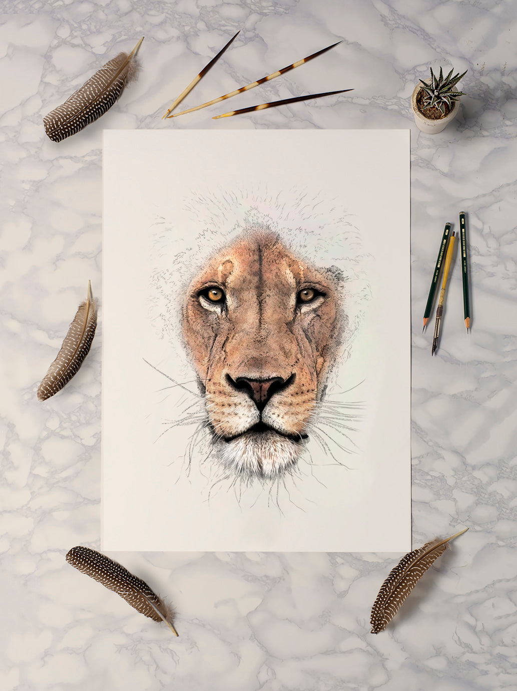 African Lion Portrait Print