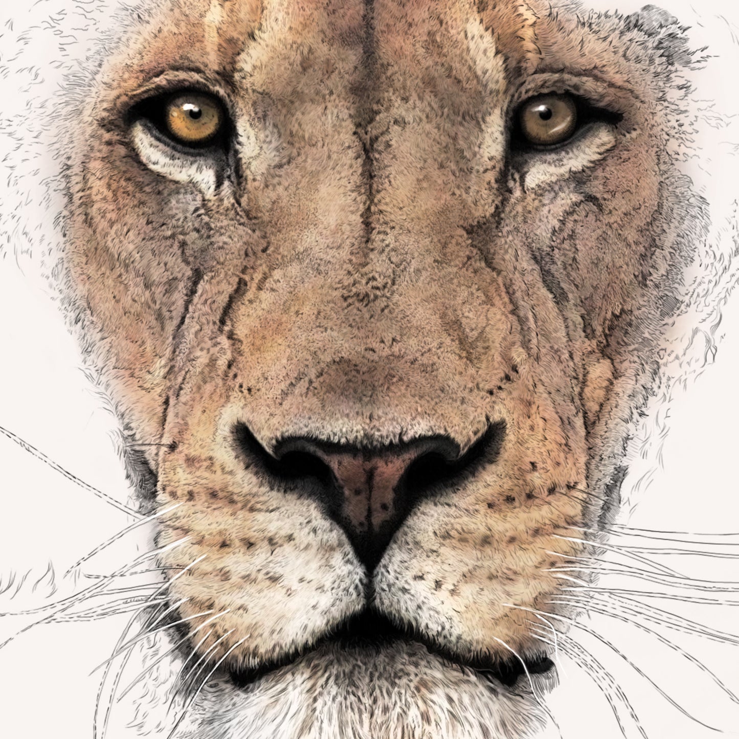 African Lion Portrait Print