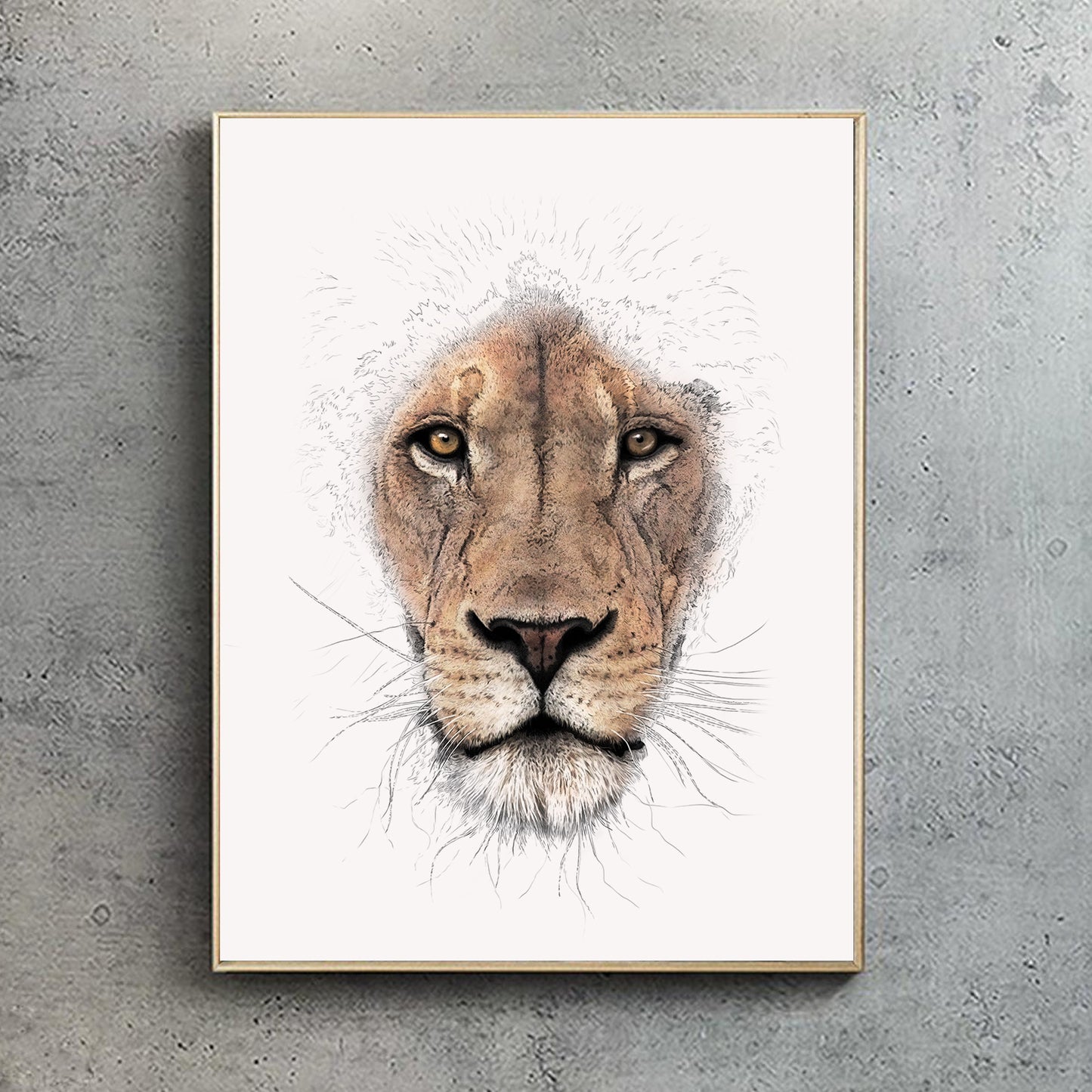 African Lion Portrait Print