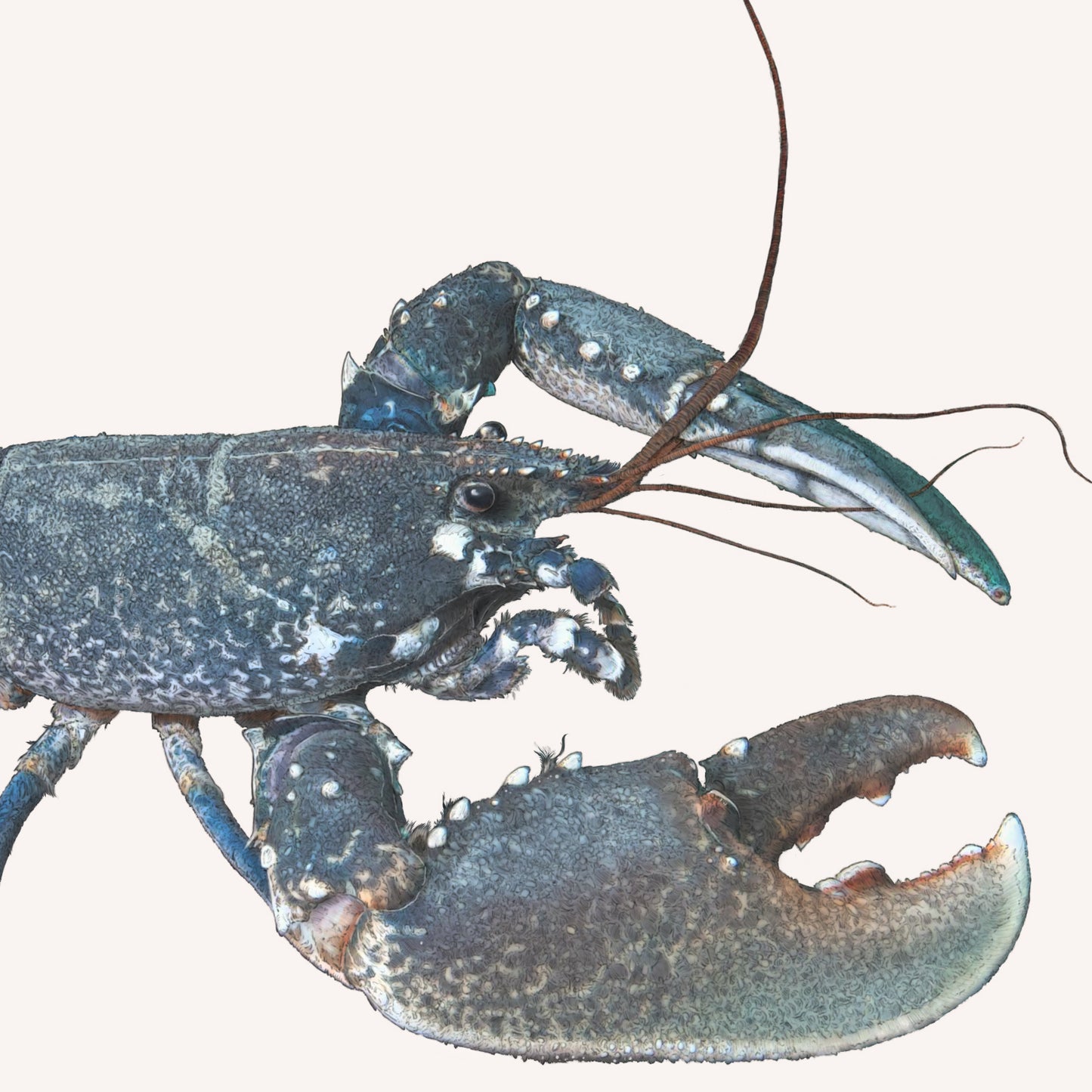 European Lobster