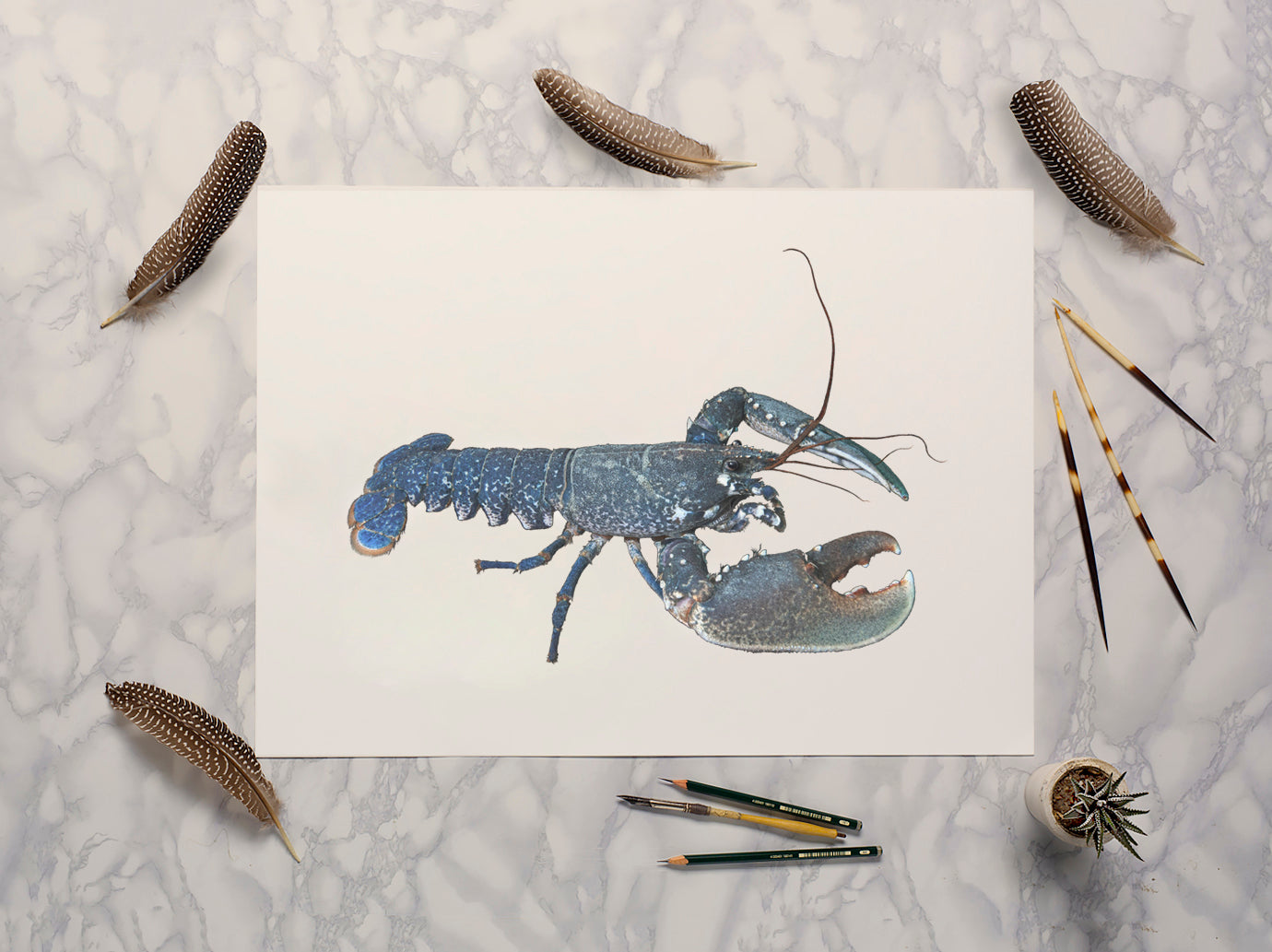 European Lobster