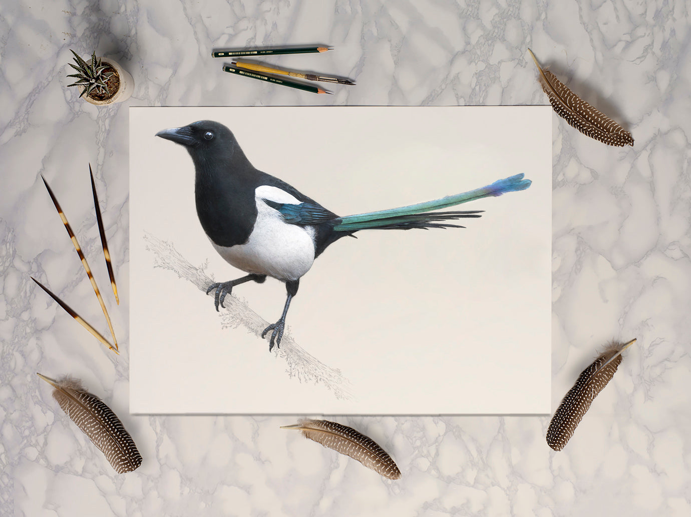 Eurasian Magpie - Original Artwork and prints