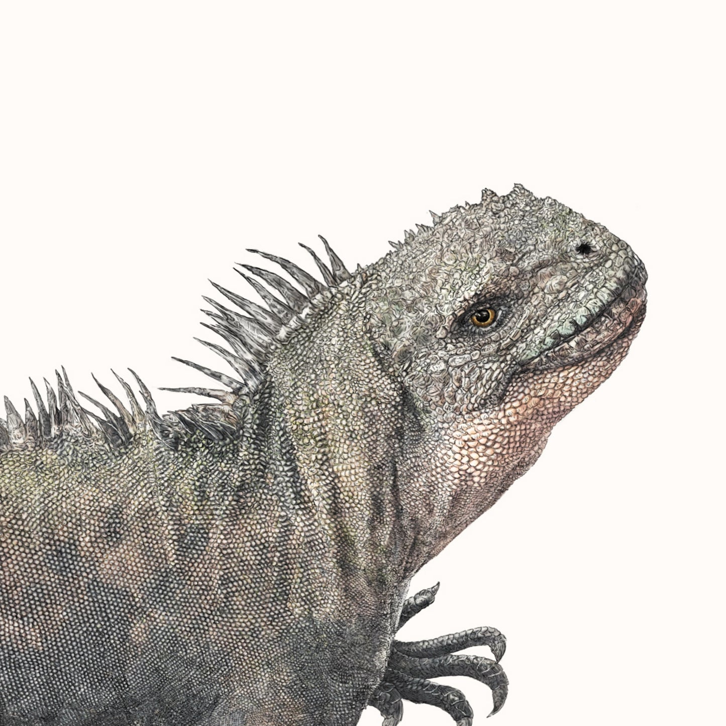 Marine Iguana print - Reduced to Clear