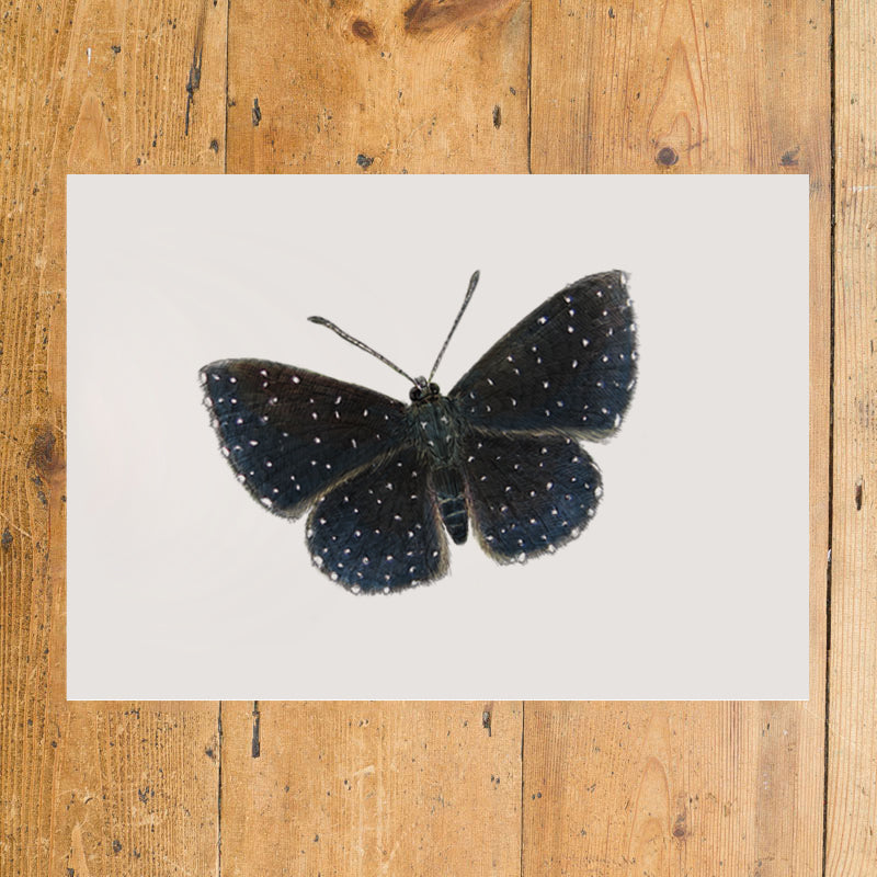 Starry Night Metalmark Butterfly