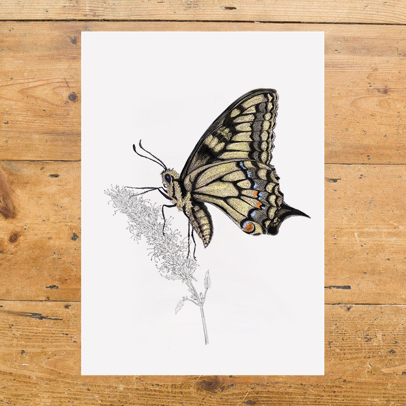 Swallowtail Butterfly 2