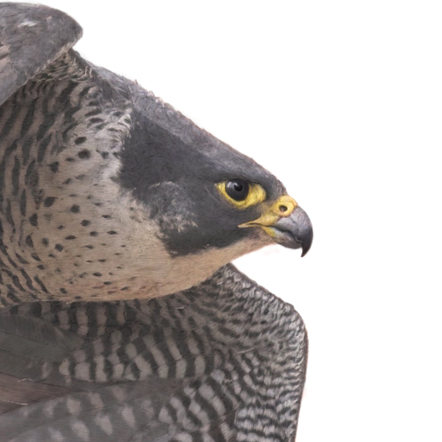 Peregrine Falcon