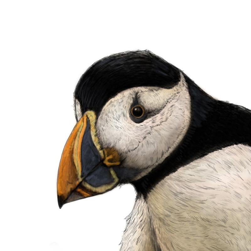 Atlantic Puffin Print -  Portrait