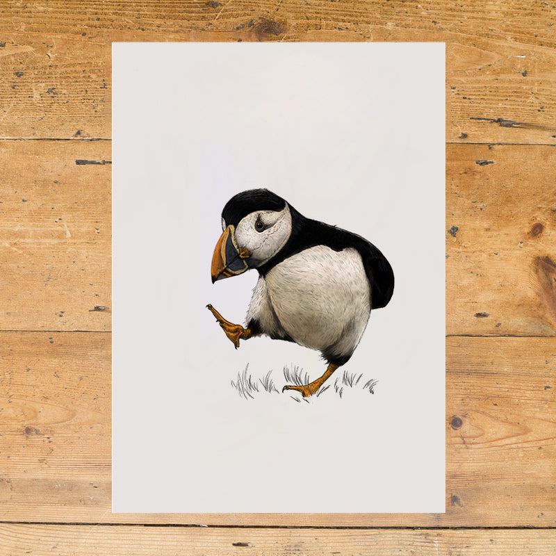 Atlantic Puffin Print -  Portrait