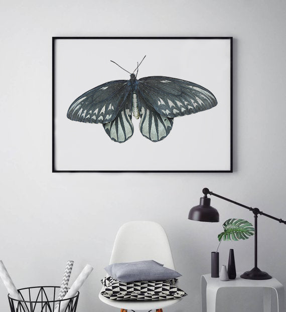 Queen Alexandria’s Birdwing Butterfly