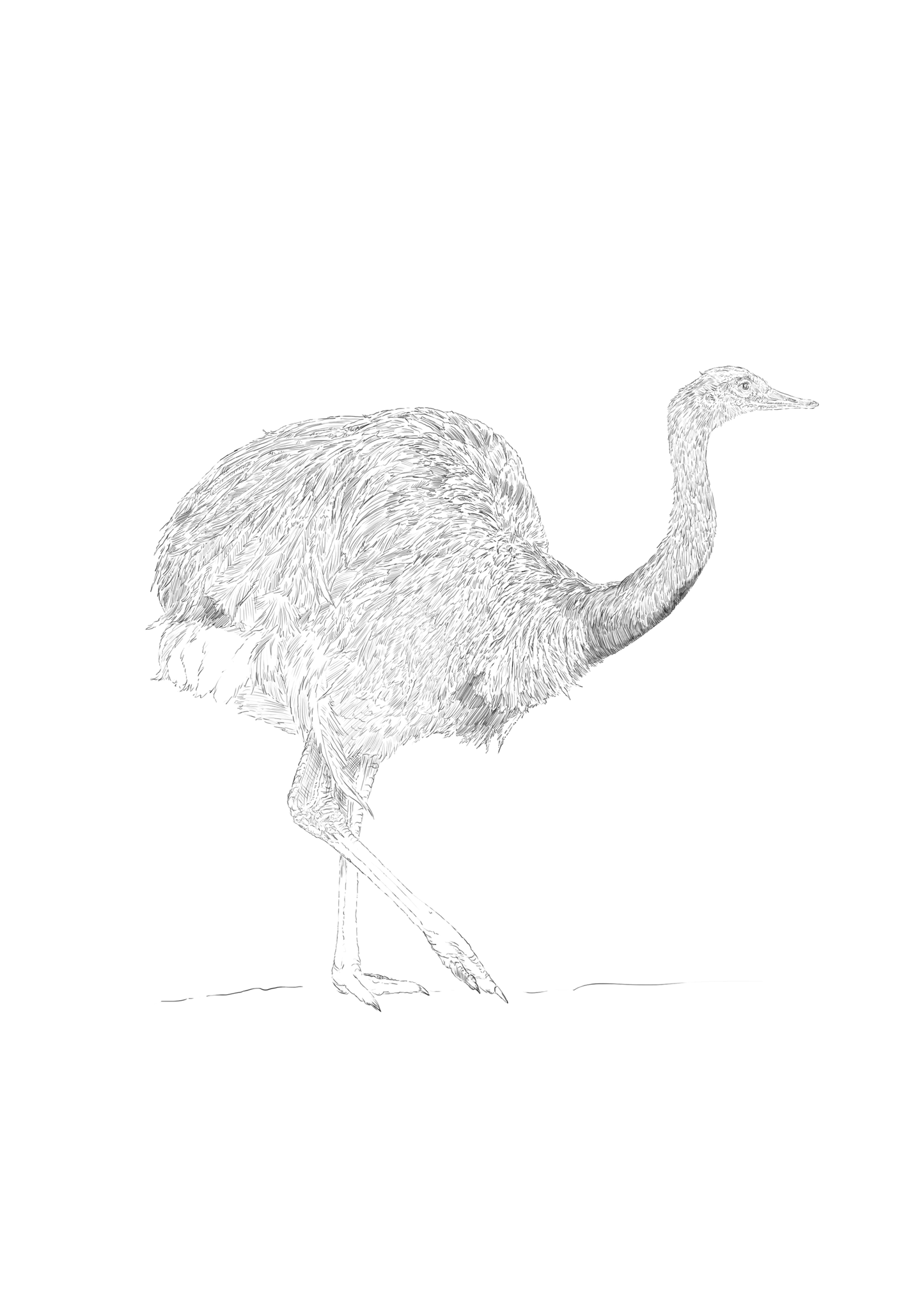 Greater Rhea - Rhea americana