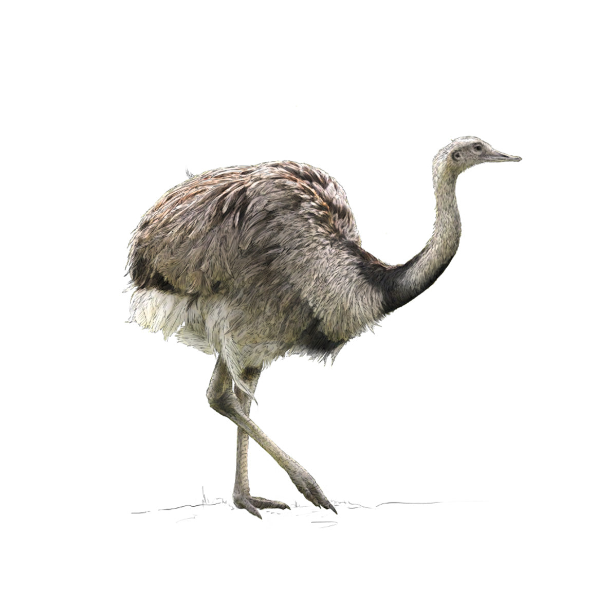 Greater Rhea - Rhea americana