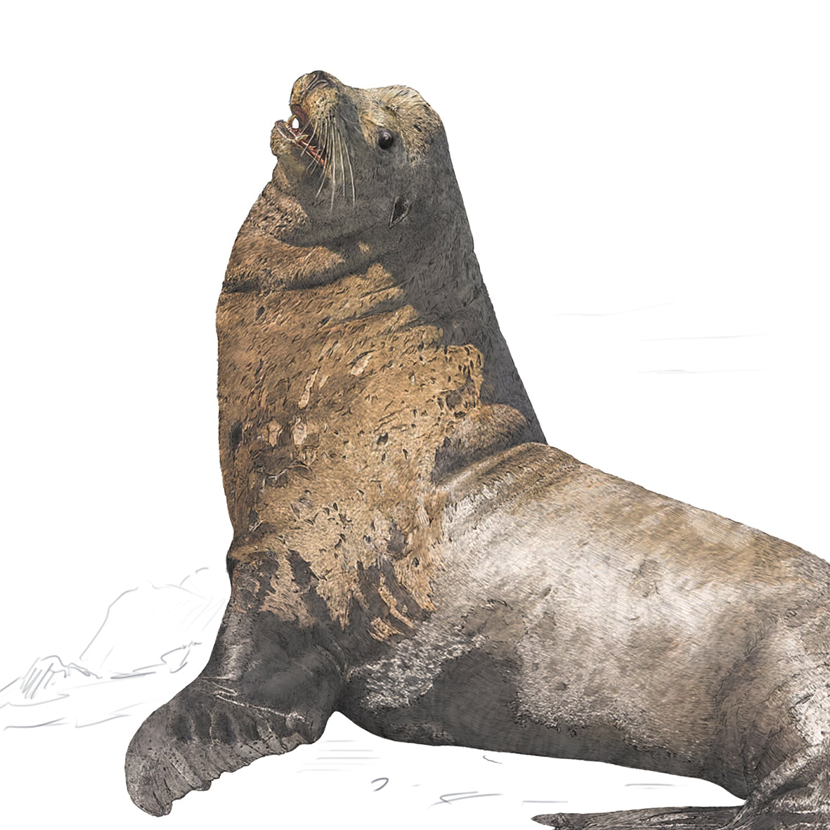 California Sea Lion - Reduced to Clear