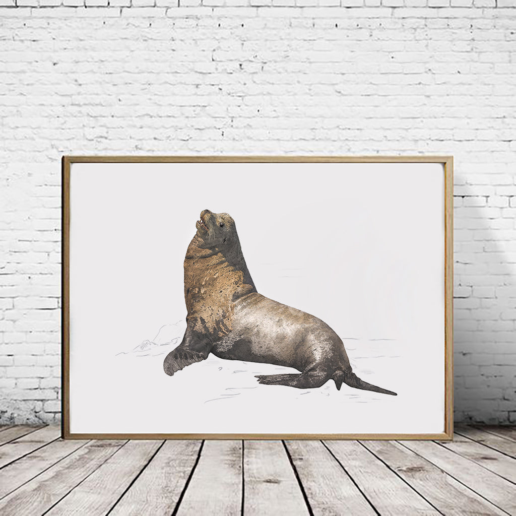 California Sea Lion - Reduced to Clear