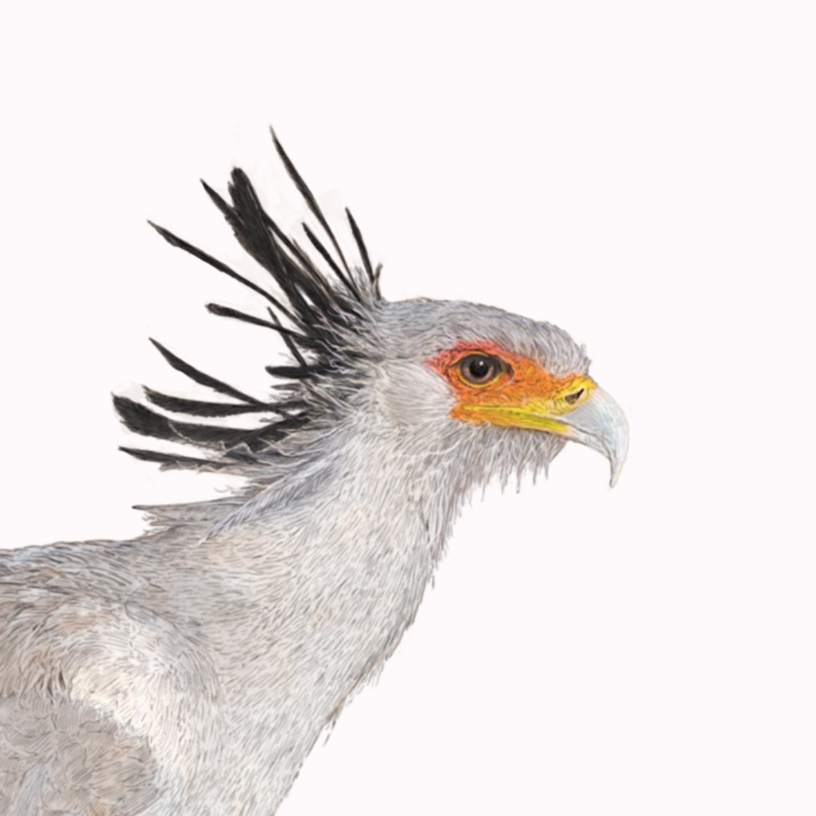 Secretary Bird