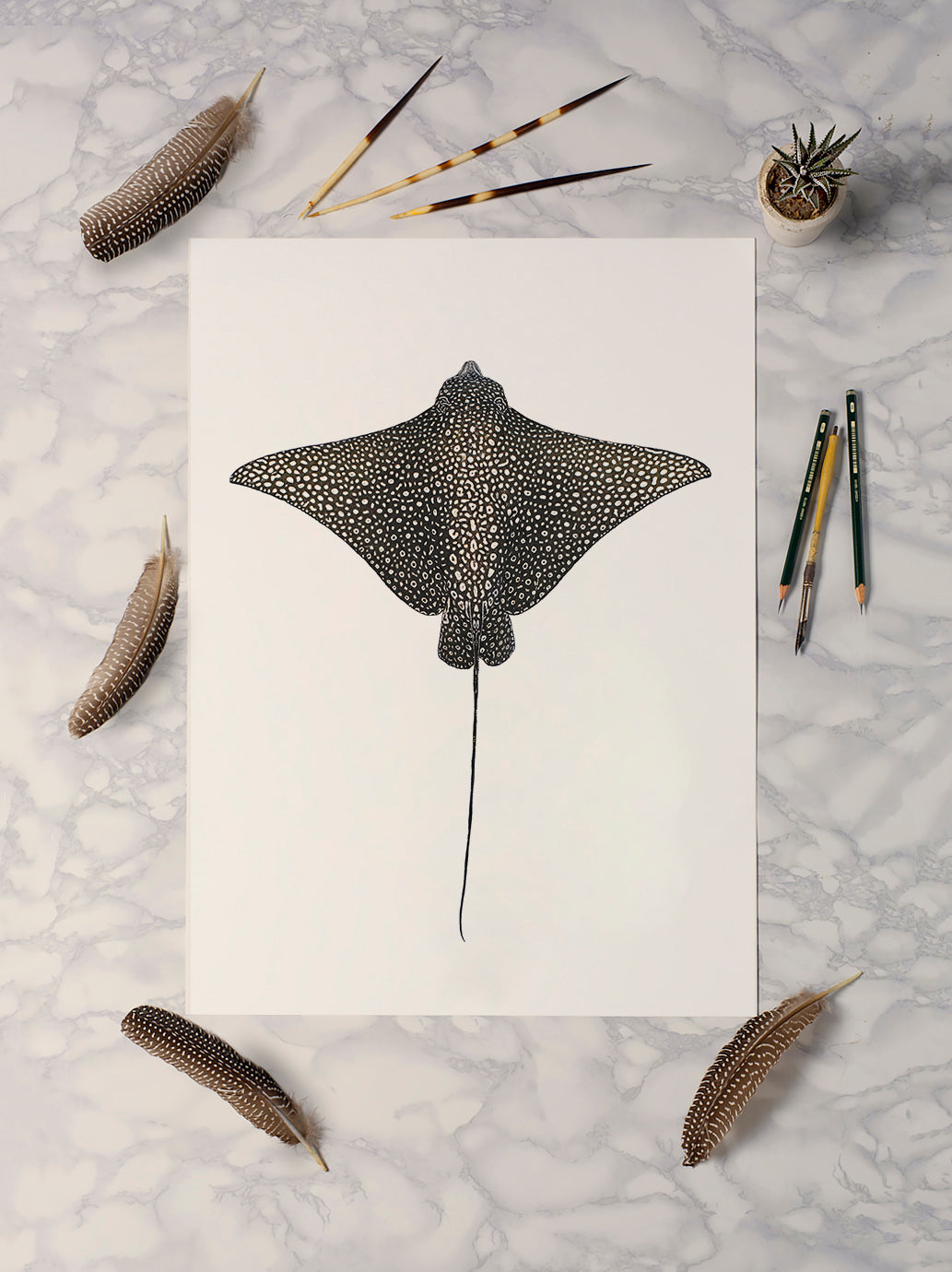 Spotted Eagle Ray