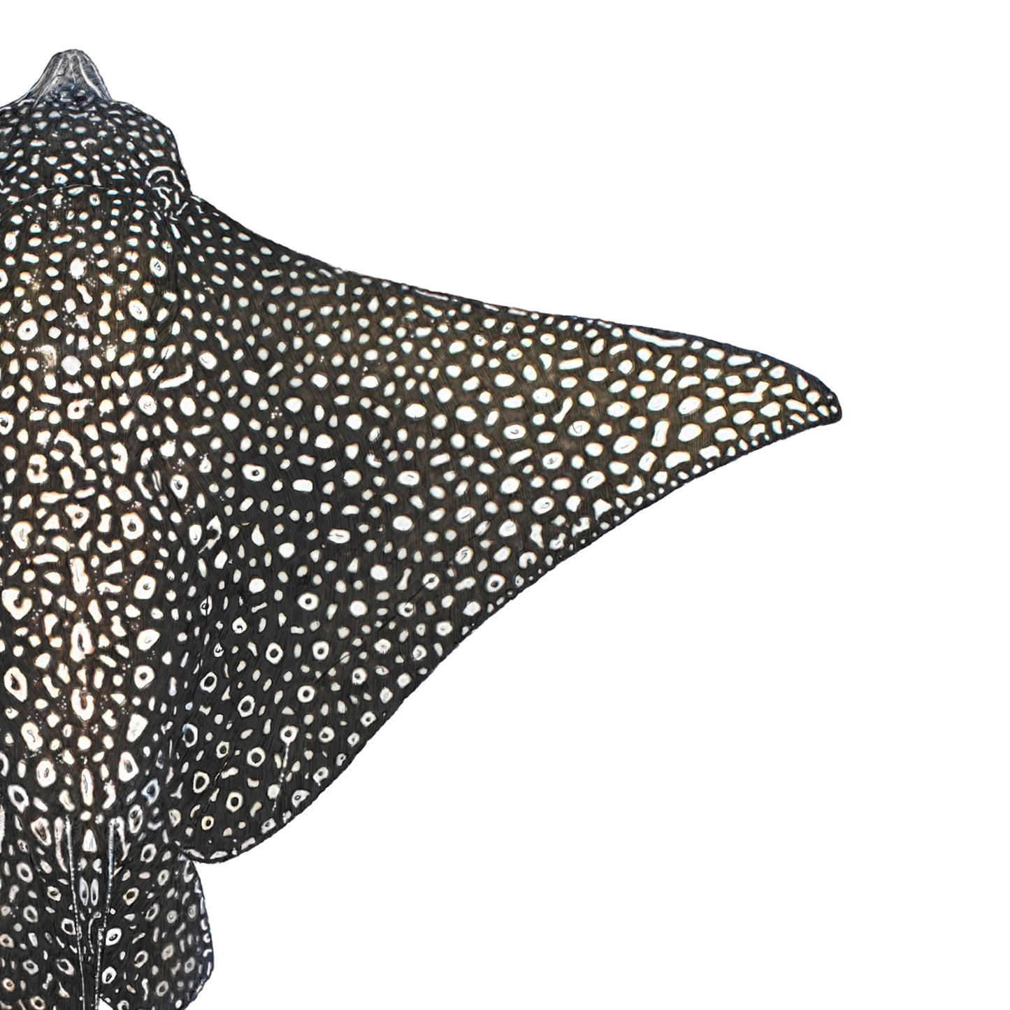 Spotted Eagle Ray