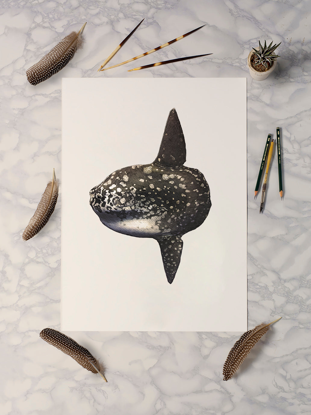 Ocean Sunfish Print - Reduced to clear