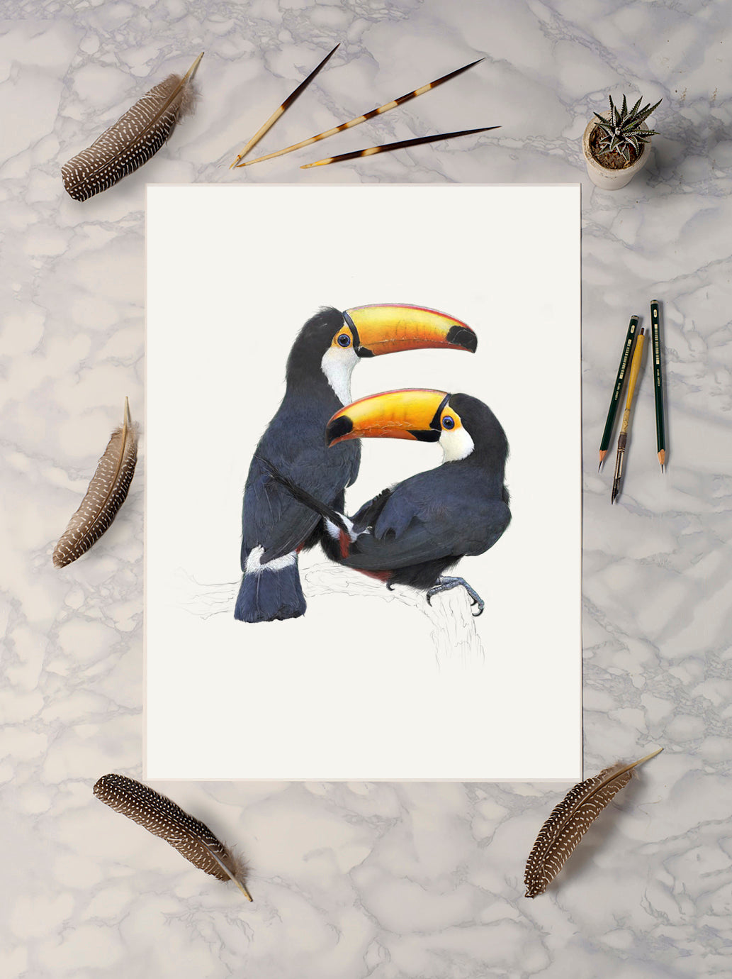 Toco Toucans