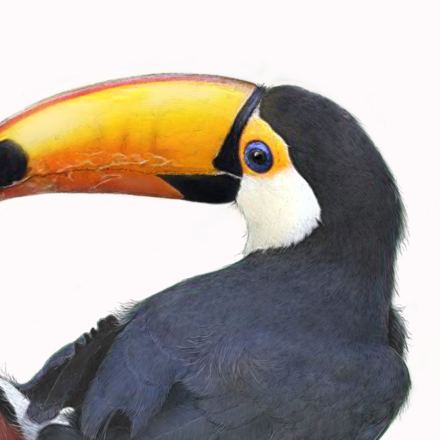 Toco Toucan