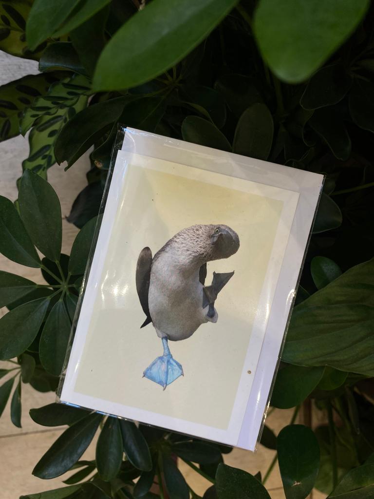 Blue Footed Booby - Greeting Card