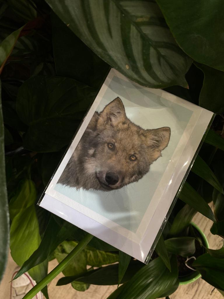 Grey Wolf - Greeting Card - Reduced to clear