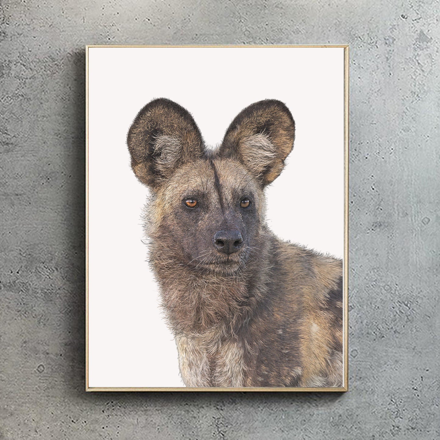 African Wild Dog Portrait - Print - Reduced to Clear