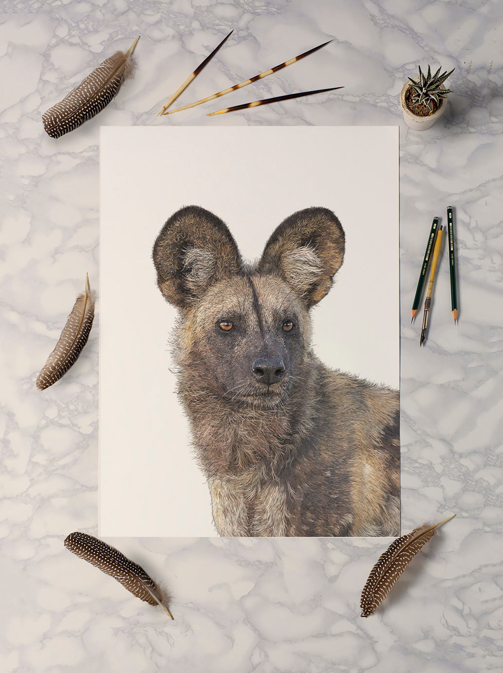 African Wild Dog Portrait - Print - Reduced to Clear