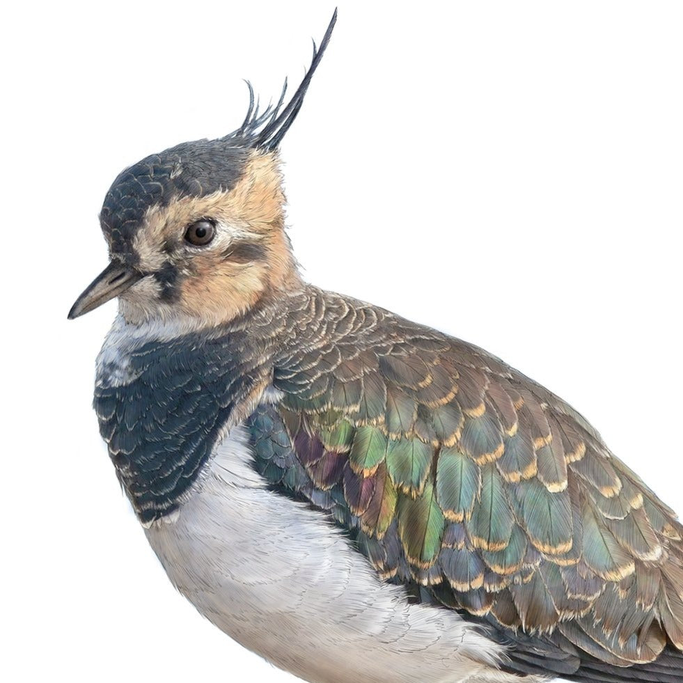 Northern Lapwing