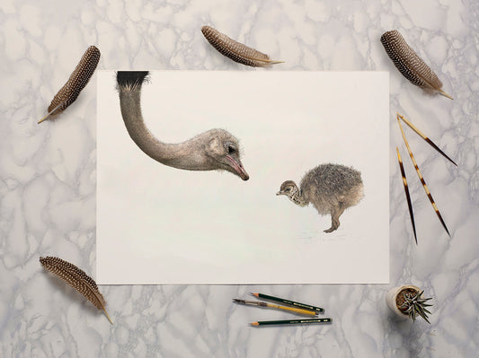 A2 Ostriches print - Reduced to Clear